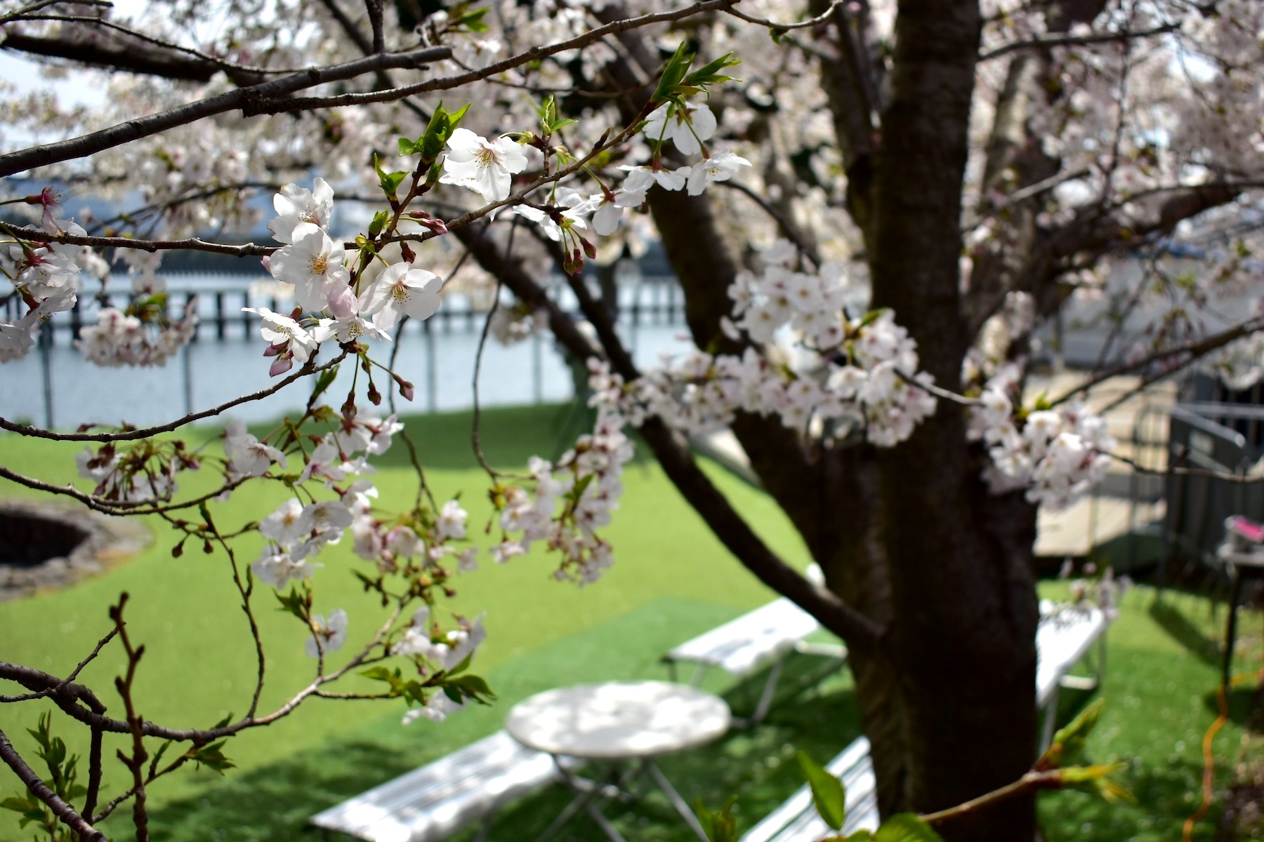 新木場エリアの穴場桜スポット3選♪ | 新木場・夢の島・若洲まっぷ